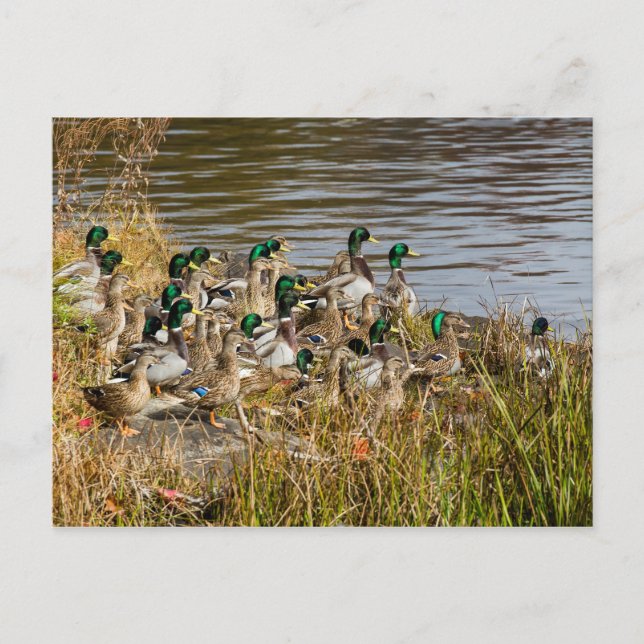 Got Ducks? Postcard (Front)