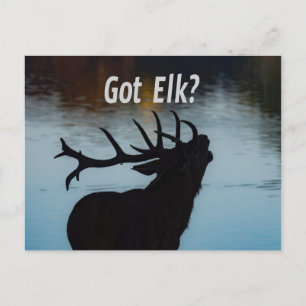 Got Elk?  Funny Hunter Humour Postcard