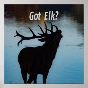 Got Elk? Funny Hunter Humour Poster