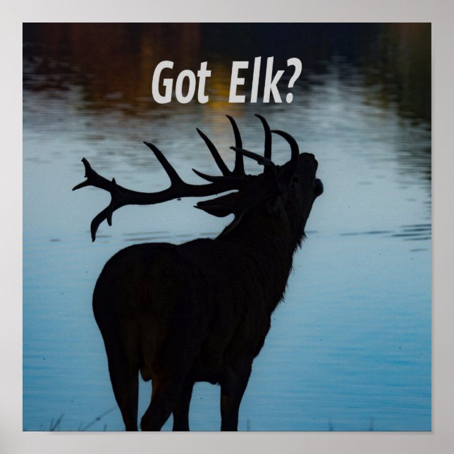 Got Elk?  Funny Hunter Humour Poster (Front)