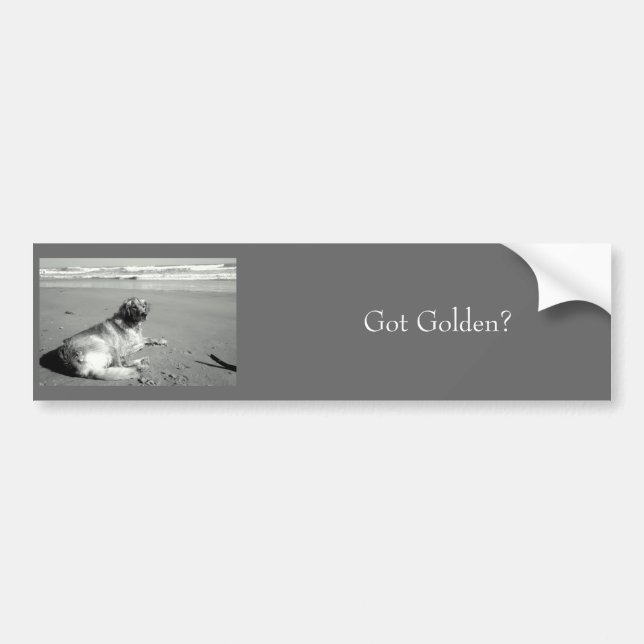 Got Golden? Bumper Sticker (Front)