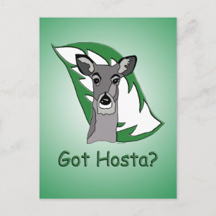 Got Hosta? Postcard