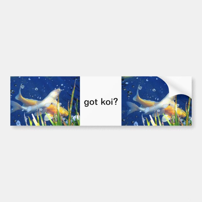 got koi? bumper sticker (Front)