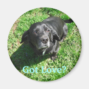 Got Love? Magnet
