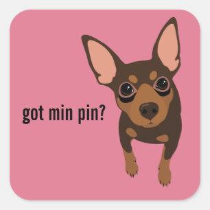 Got Min Pin Miniature Pinscher (Chocolate) Sticker