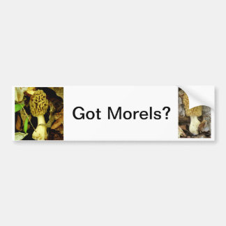 Got Morel Mushrooms Bumper Sticker