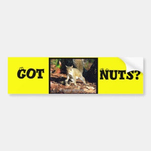 Got Nuts? Bumper Sticker
