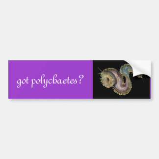 got polychaetes? bumper sticker