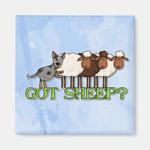 got sheep magnet