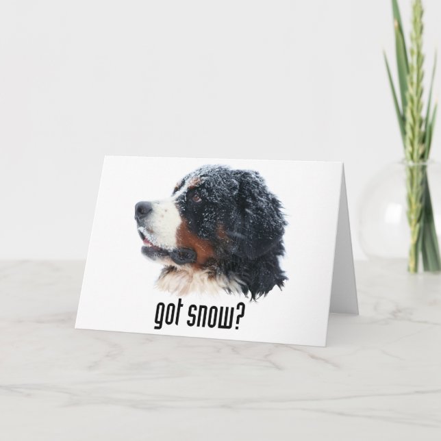 got snow? Bernese Mountain Dog Card (Front)