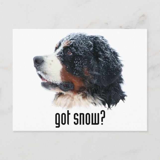 got snow? Bernese Mountain Dog Postcard (Front)