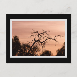 Gothic Bird Dramatic Sunset Tree Postcard