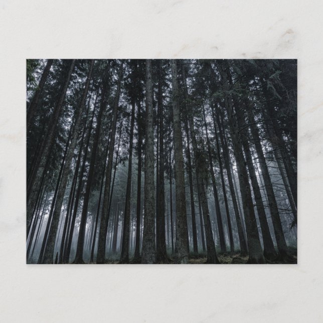 gothic forest postcard (Front)