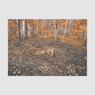 Gothic Vintage Orange Leaves Autumn Cemetery Tissue Paper