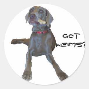 GotWeims? Pin Weimaraner Classic Round Sticker