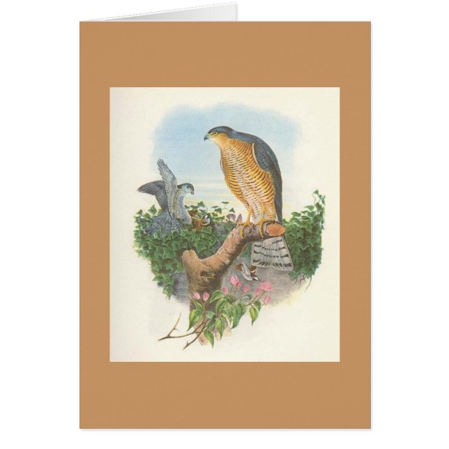 Gould - Accipiter nisus Sparrowhawk (Front)