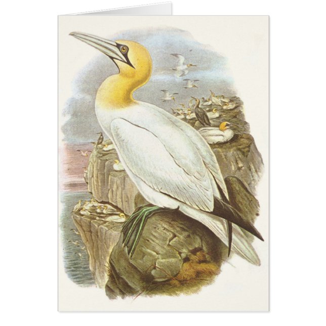 Gould - Gannet - Sula bassana (Front)