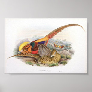 Gould - Golden Pheasant Portfolio Poster