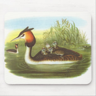 Gould - Great Crested Grebe - Podiceps cristatus Mouse Pad