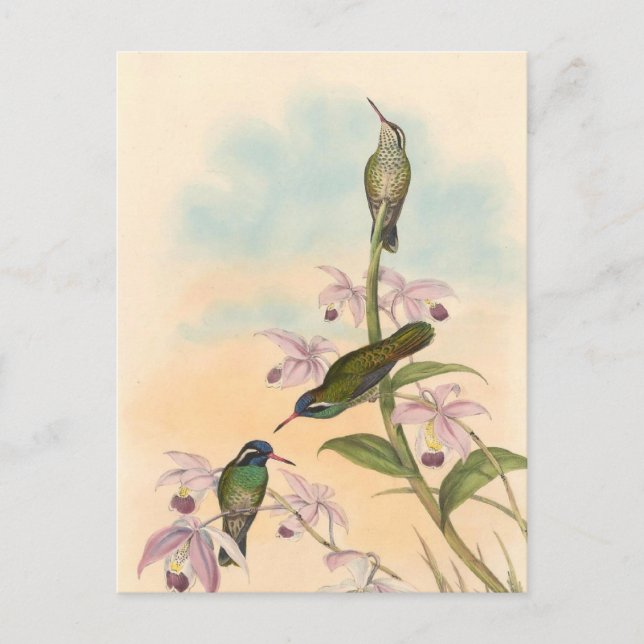 Gould Hummingbirds and Orchids Postcard (Front)