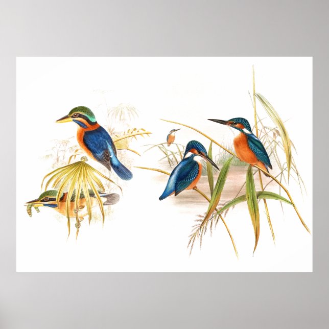 Gould Kingfisher Birds Poster (Front)