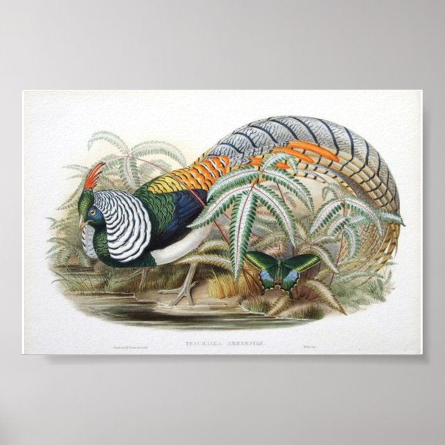 Gould - Lady Amherst's Pheasant Portfolio Poster (Front)