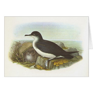 Gould - Manx Shearwater - Procellaria puffinus