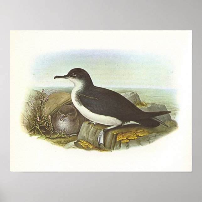 Gould - Manx Shearwater - Procellaria puffinus Poster (Front)