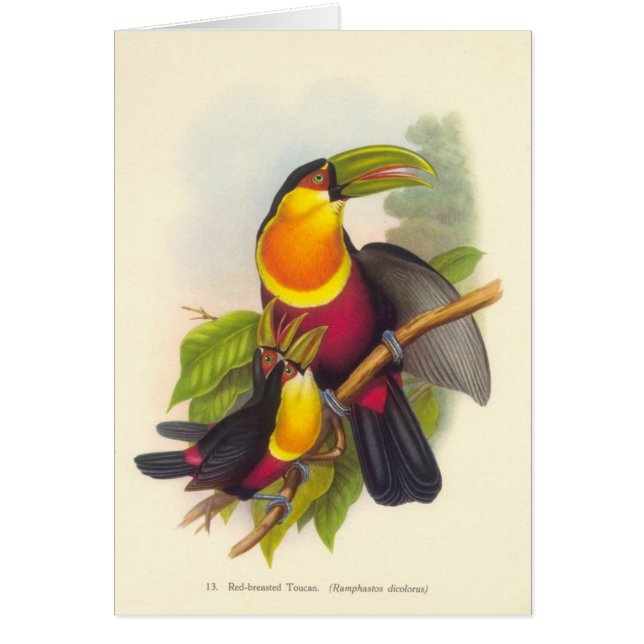 Gould - Red-Breasted Toucan (Front)