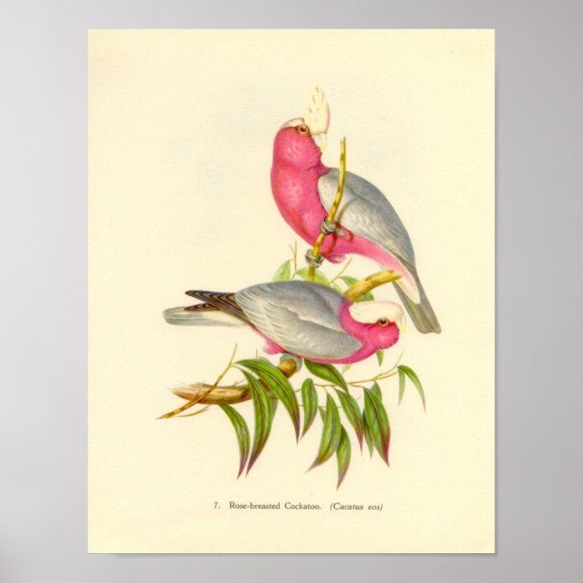 Gould - Rose-Breasted Cockatoo Portfolio Poster (Front)