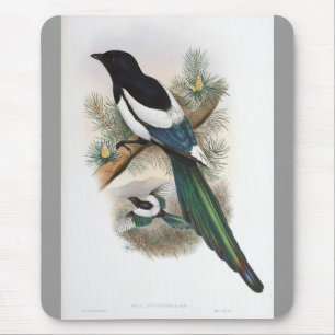 Gould - White-Winged Magpie Mouse Pad