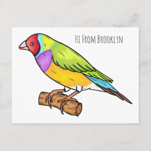 Gouldian finch bird cartoon illustration postcard