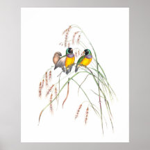 Gouldian Finch Bird Vintage Illustrations
