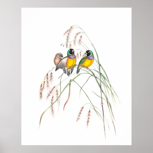 Gouldian Finch Bird Vintage Illustrations  Poster (Front)