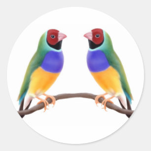 Gouldian Finch Friends Classic Round Sticker