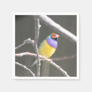 Gouldian finch napkin