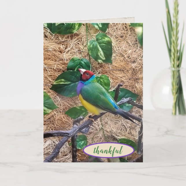 Gouldian Finch on branch for thank you Card (Front)