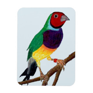 ~ Gouldian Finch ~ Original Art ~ Magnet