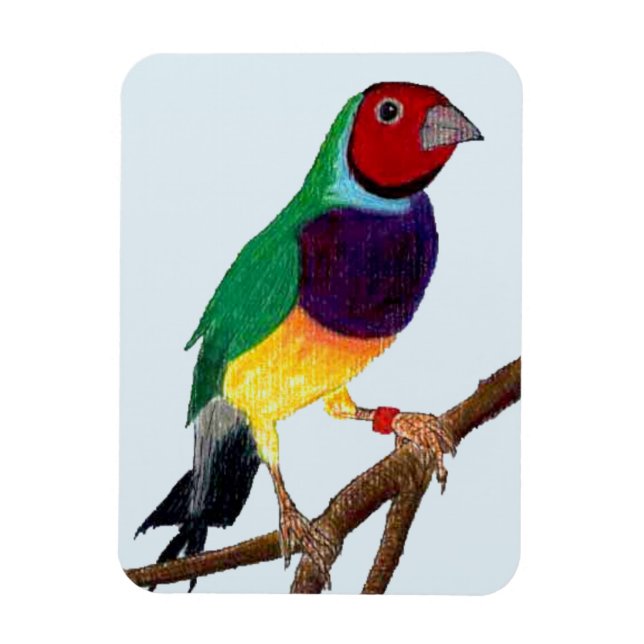 ~ Gouldian Finch ~ Original Art ~ Magnet (Vertical)