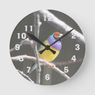 Gouldian finch round clock