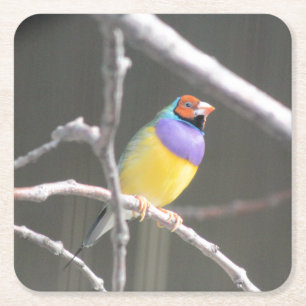 Gouldian finch square paper coaster