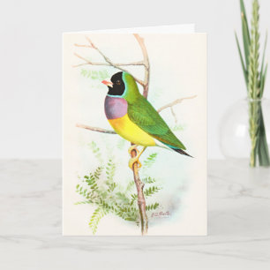 Gouldian Rainbow Finch Endangered Australian Bird Card