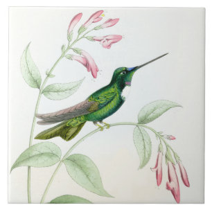 Goulds' Hummingbirds Tile