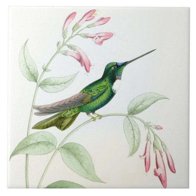 Goulds' Hummingbirds Tile (Front)