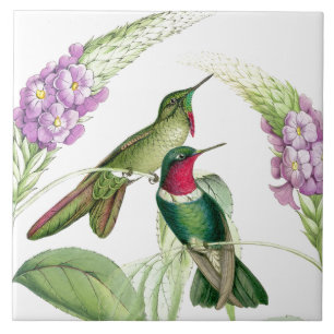 Goulds' Hummingbirds Tile