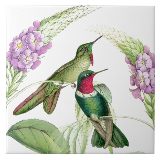 Goulds' Hummingbirds Tile (Front)