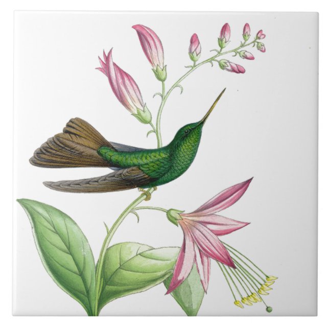 Goulds' Hummingbirds Tile (Front)