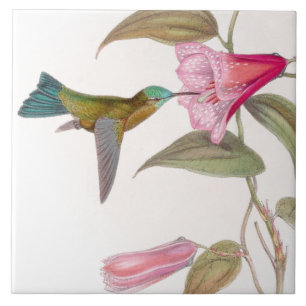 Goulds' Hummingbirds Tile