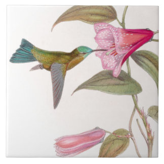 Goulds' Hummingbirds Tile