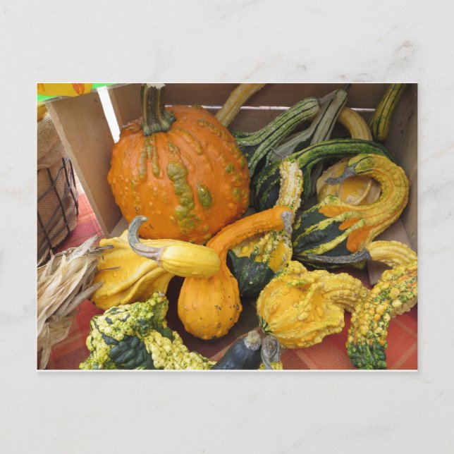 Gourd Assortment Postcard (Front)